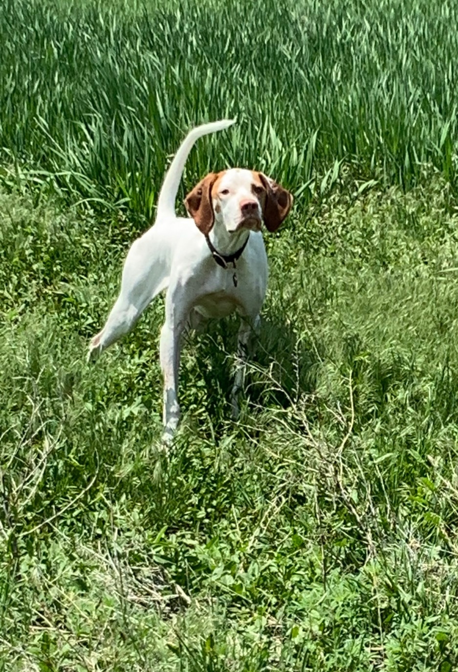 LOTTIE ELHEW BIRDOGN